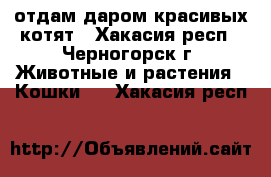 отдам даром красивых котят - Хакасия респ., Черногорск г. Животные и растения » Кошки   . Хакасия респ.